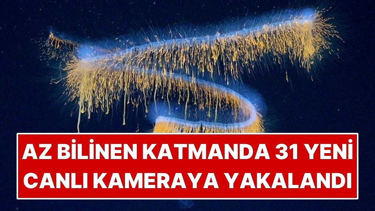 Güneş Işığının Ulaşmadığı Katmanda 31 Yeni Canlı Buldular! Kameraya Yakalandı