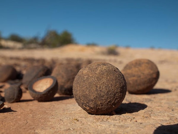 Michael Cremo, along with researchers who share his perspective, argues that the established scientific community behaves dogmatically and is reluctant to accept evidence that contradicts prevailing theories.