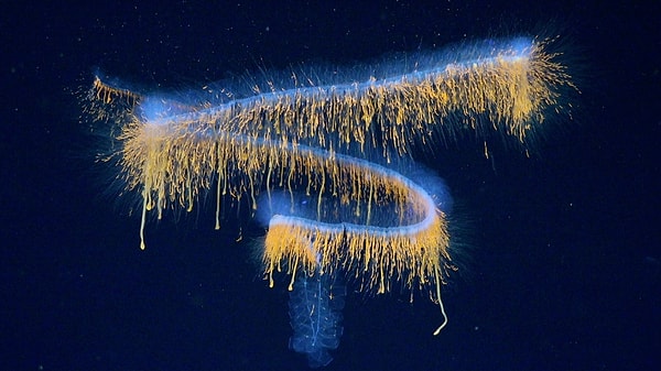 A deep-sea exploration off the coast of Brazil has led to the discovery of 31 previously unidentified new species in one of the most mysterious regions of the ocean.