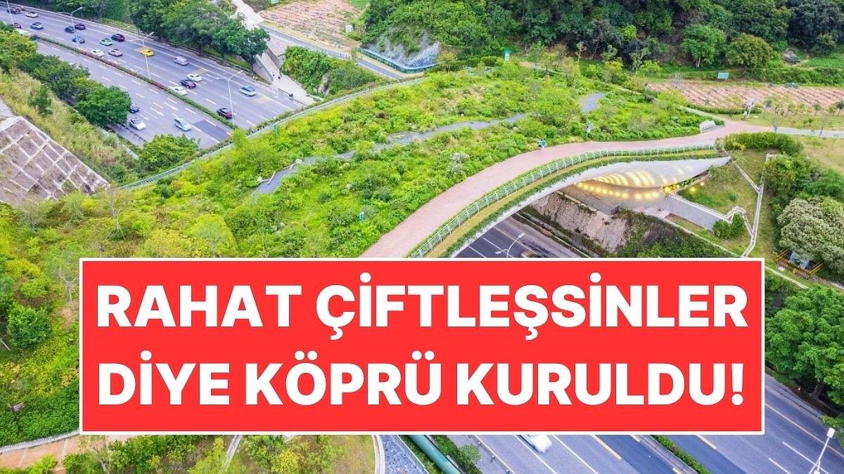 Rahat Çiftleşmeleri İçin Hayvanlara Özel Köprü İnşa Edildi!