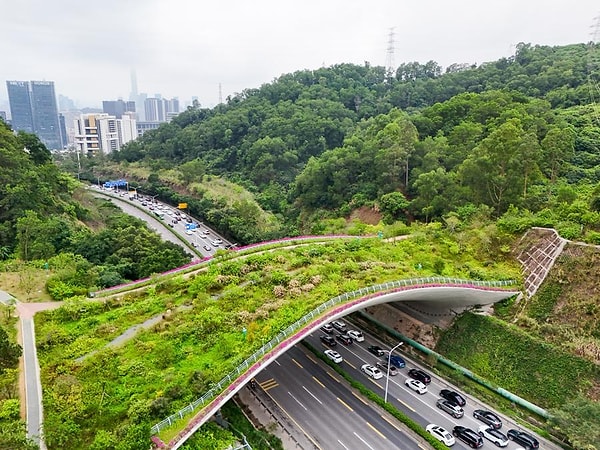 The ecological bridges built in the city of Shenzhen, China, aim to mitigate the impacts of urbanization on wildlife.