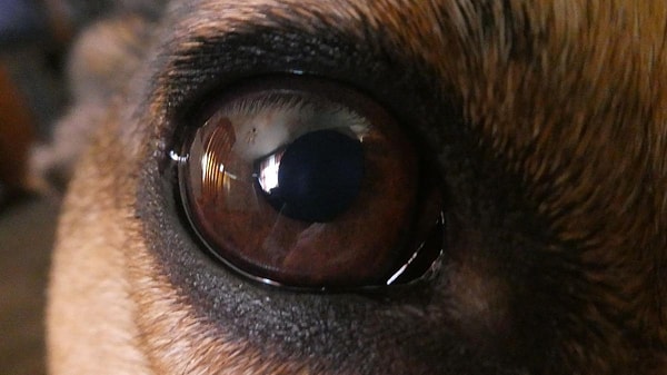 Köpeklerin yalnızca siyah-beyaz gördüğü inanışı, uzun yıllardır hem popüler kültürde hem de gündelik konuşmalarda tekrar ediliyor.