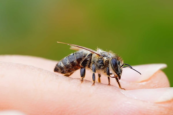 Why can't a honey bee retract its stinger?