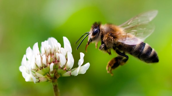 Does every bee that stings die?
