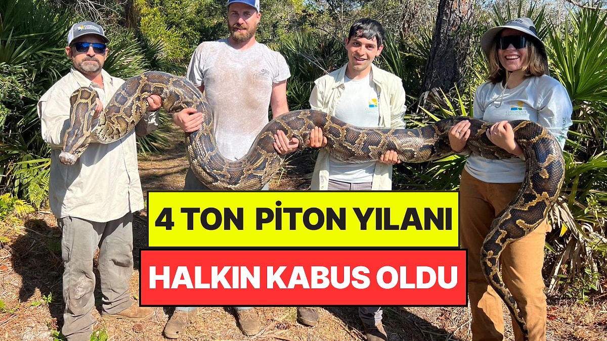 Florida'da 4 Ton Piton Yakalandı, 4 Bin Yumurta İmha Edildi: Tarihi Rekor Kırdılar