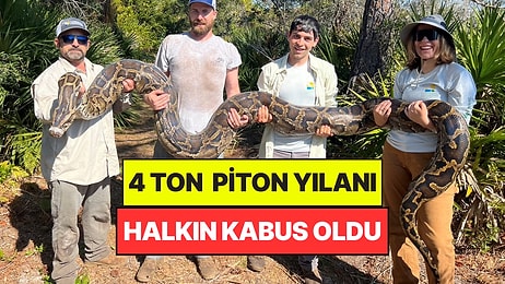 Halkın Kabusu Olan 4 Ton Piton Yakalandı, 4 Bin Yumurta İmha Edildi: Tarihi Rekor Kırdılar
