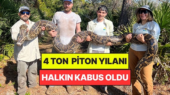 Halkın Kabusu Olan 4 Ton Piton Yakalandı, 4 Bin Yumurta İmha Edildi: Tarihi Rekor Kırdılar