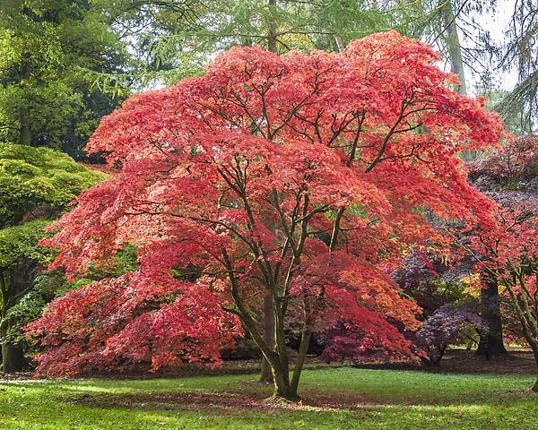 3. Japon Akçaağacı (Acer palmatum)