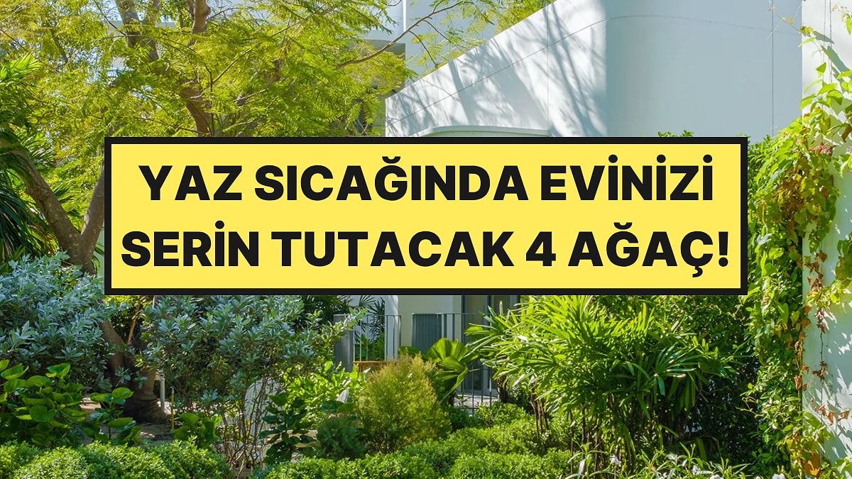 Uzmanlar Açıkladı: Evinizi Serinleten En İyi 4 Ağaç