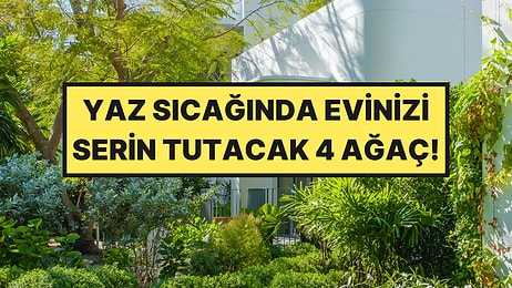Uzmanlar Açıkladı: Evinizi Serinleten En İyi 4 Ağaç