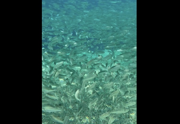 Peki kıyıya bu kadar yakın bir yerde neden balık sürüsü görülür?