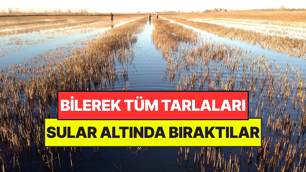 Tarlalarını Bilerek Su Altında Bırakıyorlar: Başta Kimsenin Anlam Veremediği Proje Doğayı Korudu