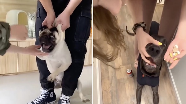 Köpeklerin ilaçları bu kadar kolay fark etmesinin arkasında tamamen evrimsel ve biyolojik gerçekler yatıyor.