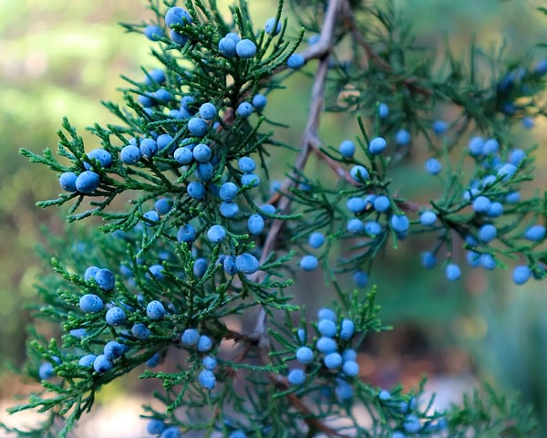 3. Doğu Kırmızı Sediri (Juniperus virginiana)