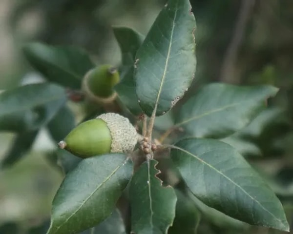 6. Kumlu Meşe (Quercus geminata)