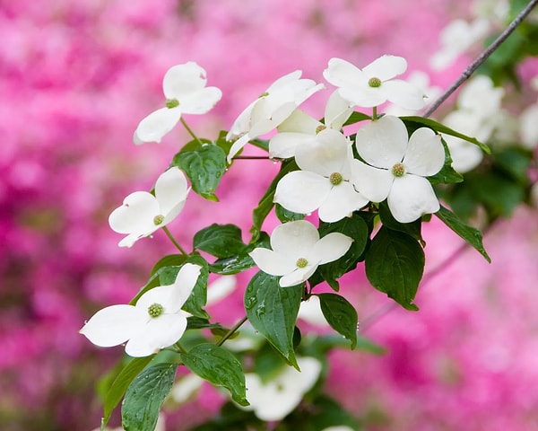 4. Flowering Dogwood (Cornus florida)
