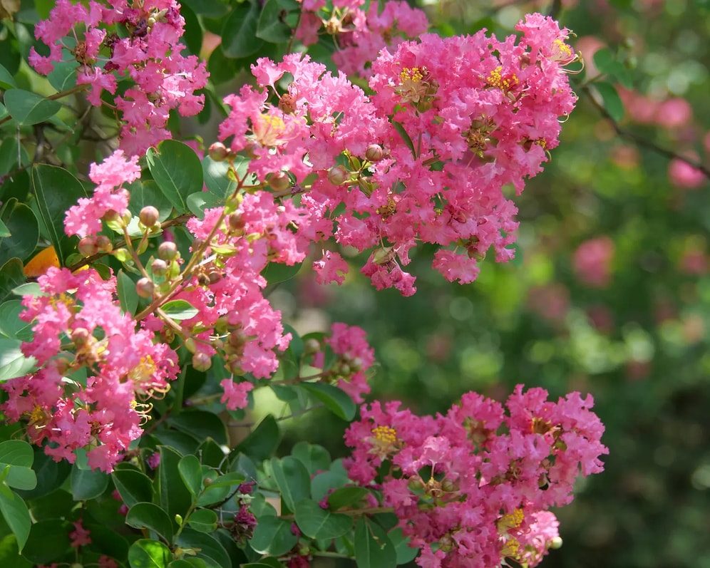 Plant Once and Enjoy for Generations: 6 Most Resilient Trees