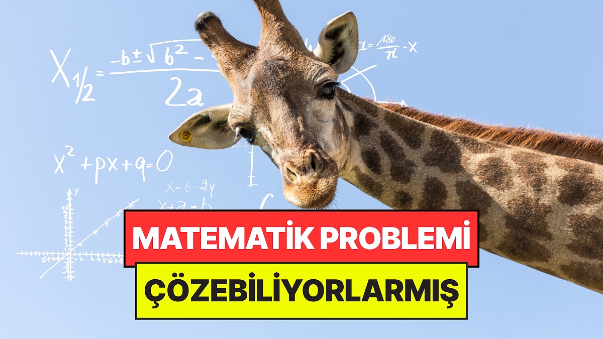 Bilim Dünyasını Şaşırttı: Zürafaların Toplama İşlemi Yapabildiği Öğrenildi