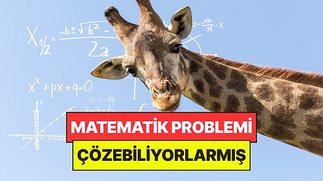 Bilim Dünyasını Şaşırttı: Zürafaların Toplama İşlemi Yapabildiği Öğrenildi