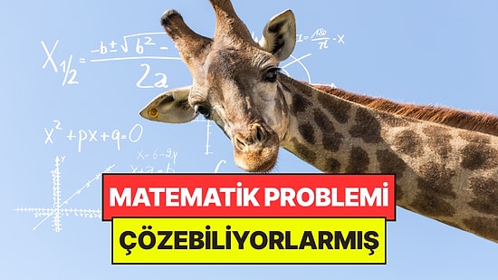 Bilim Dünyasını Şaşırttı: Zürafaların Toplama İşlemi Yapabildiği Öğrenildi