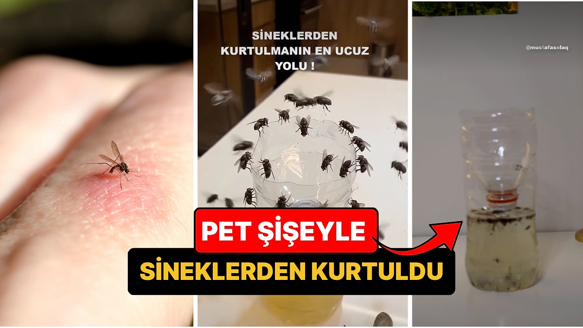 Sineklerden Kurtulmanın En Ucuz Yolu: Pet Şişeden Sinek Kapan
