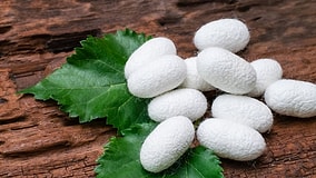 Researchers Turn Compressed Silk Into a Material Nearly as Strong as Kevlar