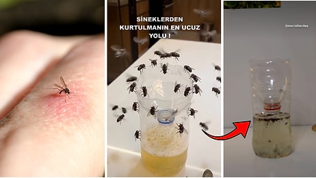 Cheapest Way to Get Rid of Flies: AI-Recommended Plastic Bottle Fly Trap Hack