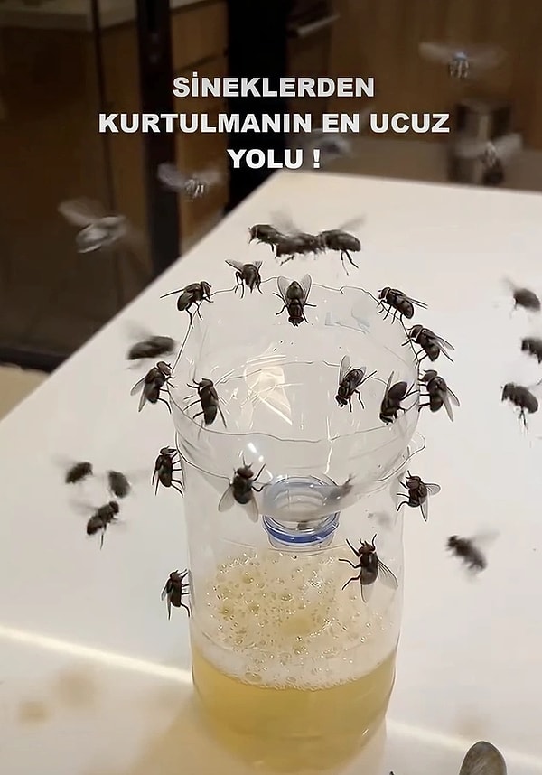 How to Prepare a Pet Bottle Trap Recommended by Artificial Intelligence to Get Rid of Mosquitoes?