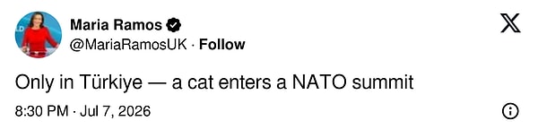 Böyle şeyler sadece Türkiye'de olur: Bir kedi NATO zirvesine girdi.