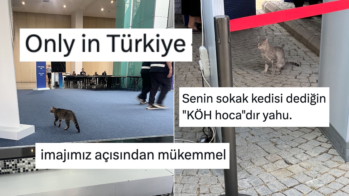 NATO Zirvesi'ne Damga Vuran Türk Kedileri Tüm Dünyada Viral Oldu