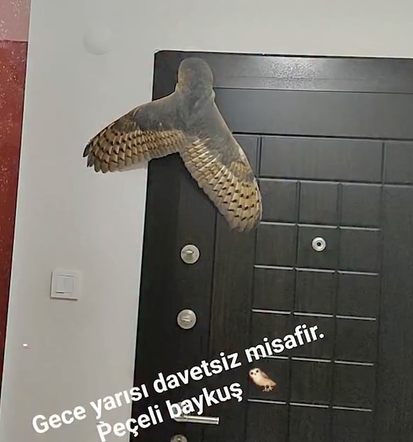 Trabzon'da sıcak havadan bunalan bir vatandaş, gece serinlemek amacıyla pencereyi açık bırakarak uyudu.