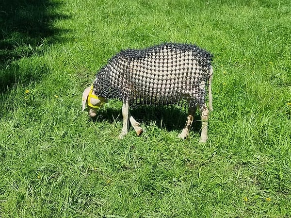 Deneyimli çobanlar ile hayvancılık uzmanları projenin pratik sahada uygulanabilirliğini sorguluyor