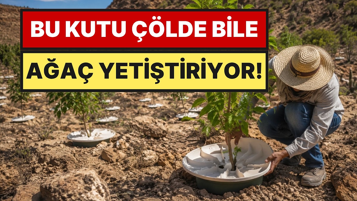 Geleneksel Sulamaya Son: Sadece Gece Nemiyle Büyüyen Ağaçlar