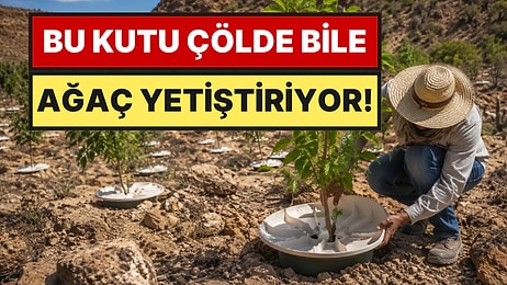 Geleneksel Sulamaya Son: Sadece Gece Nemiyle Büyüyen Ağaçlar