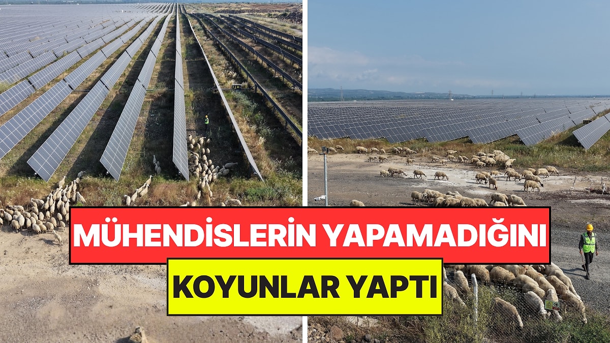 Milyon Dolarlık Güneş Panellerini 200 Koyun Koruyor: Mühendislerin Çözemediği Yangın Riskini Koyunlar Çözdü
