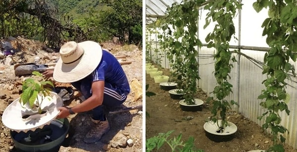 According to data from the international food organization Food Tank and three-year tests conducted by Mohammed I University on the edge of the Sahara Desert in Morocco, only about 10% of seedlings planted directly into the soil can survive. In contrast, this survival rate jumps to between 88% and 90% for seedlings planted using Waterboxx.