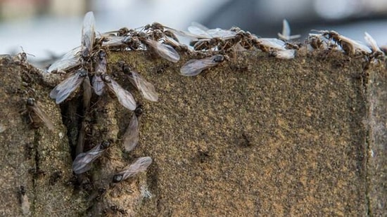 A Simple Way to Keep Flying Ants Out of Your Home
