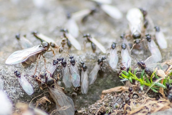 How to Make Vinegar Spray to Keep Flying Ants Away from Home?