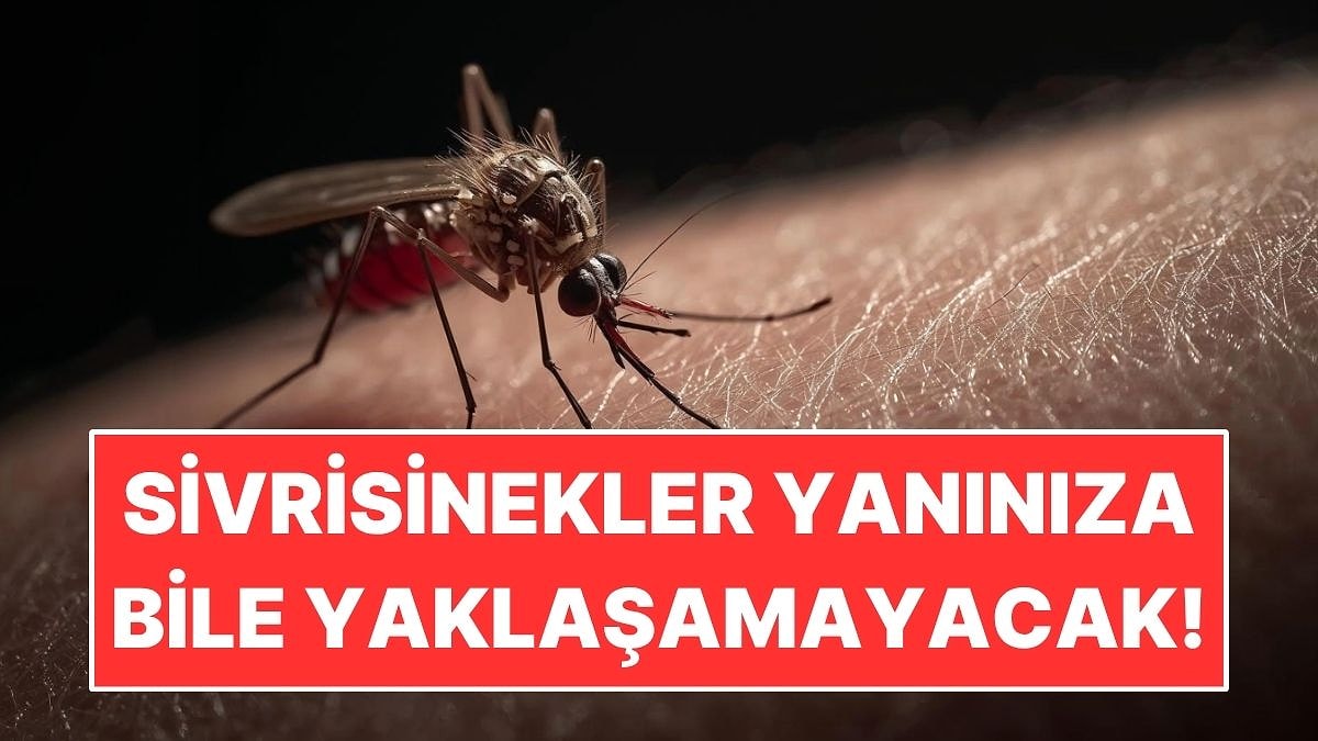 Sivrisinek Isırıklarından Korunmanın Basit Yolları: Yanınıza Bile Yaklaşmayacaklar
