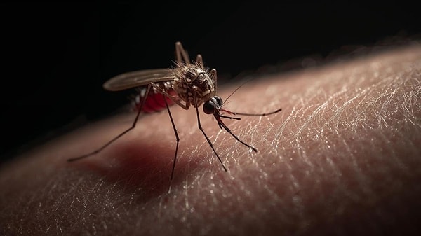 Simple Ways to Prevent Mosquito Bites