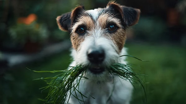 Köpeklerin ot yemesi sandığınız kadar sıra dışı değil