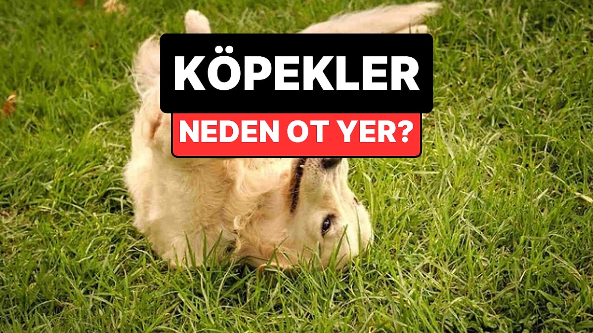Köpekler Neden Ot Yer? Veterinerden Evcil Hayvan Sahiplerini Rahatlatan Yanıt