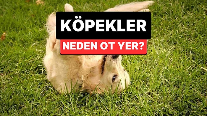 Köpekler Neden Ot Yer? Veterinerden Evcil Hayvan Sahiplerini Rahatlatan Yanıt
