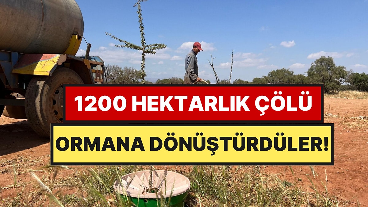 Çölün Ortasına Koydukları Kutu 1200 Hektarı Ormana Dönüştürdü