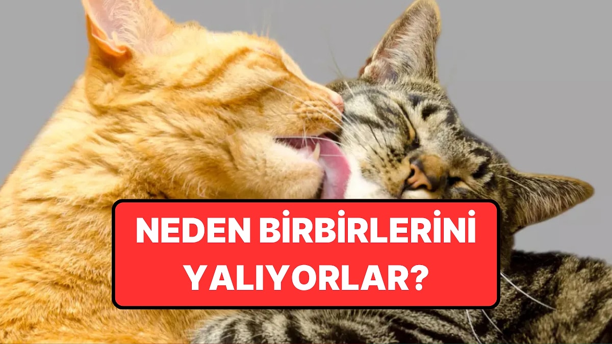 Sebebi Sevgi Değilmiş: Kediler Neden Birbirlerini Yalar?