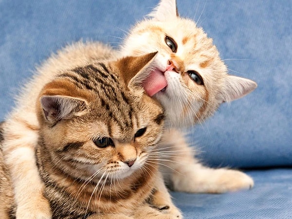 You might consider cats licking each other as akin to humans kissing each other.