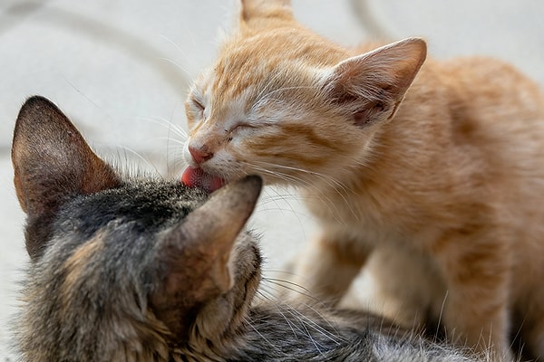 In the recent study, 53 households with two cats each were examined.