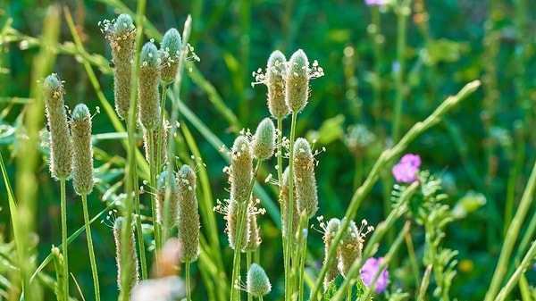 4. Psyllium kabuğu (Karnıyarık otu tozu)