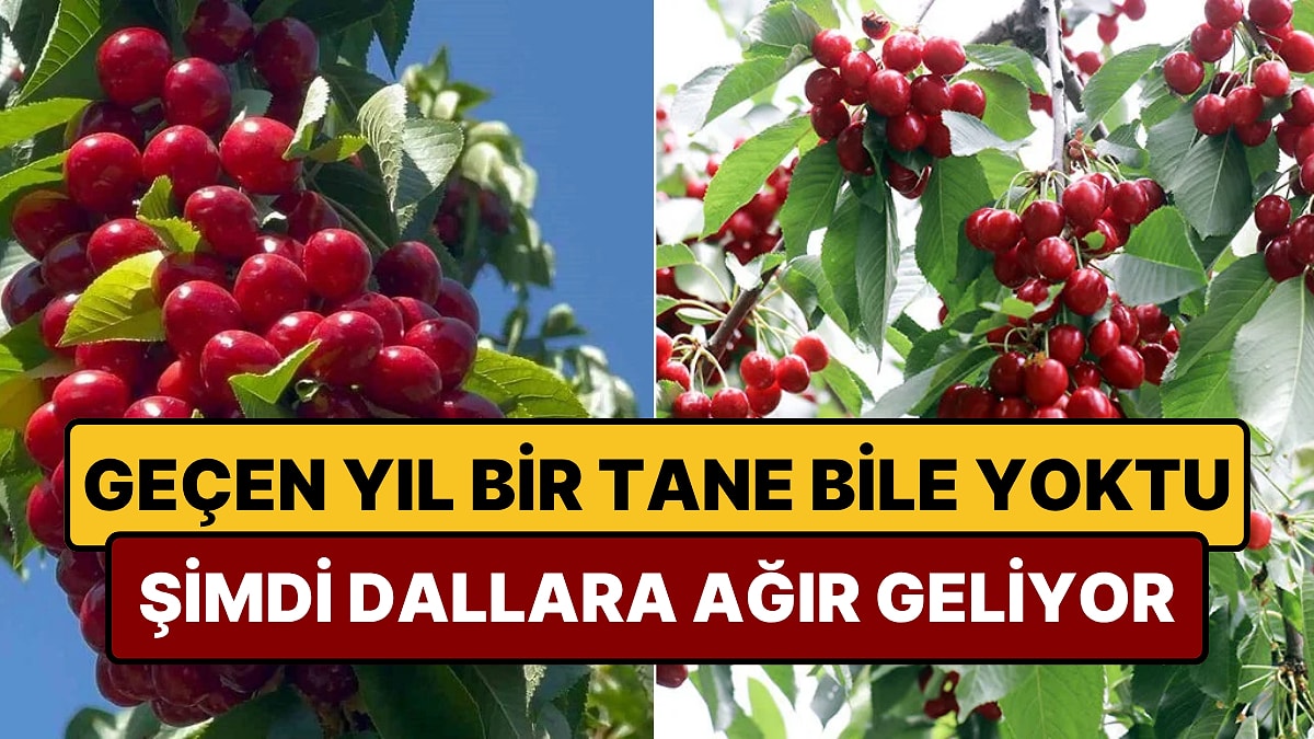 Tarihin En Yüksek Rekolteli Hasadı Yapıldı: Meyveler Dallara Ağır Geldi, Üreticinin Yüzü Güldü