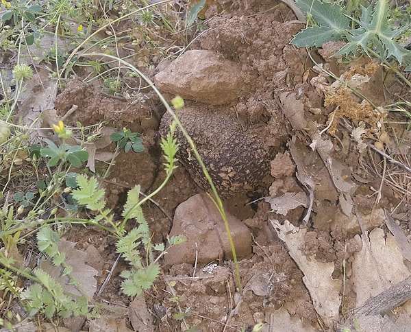 Doğada kendiliğinden yetişen bu değerli mantarı daha da yaygınlaştırmak amacıyla bölgede ilk kez yapay trüf ormanları tesis edildi.